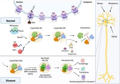 Aging RNA granule dynamics in neurodegeneration